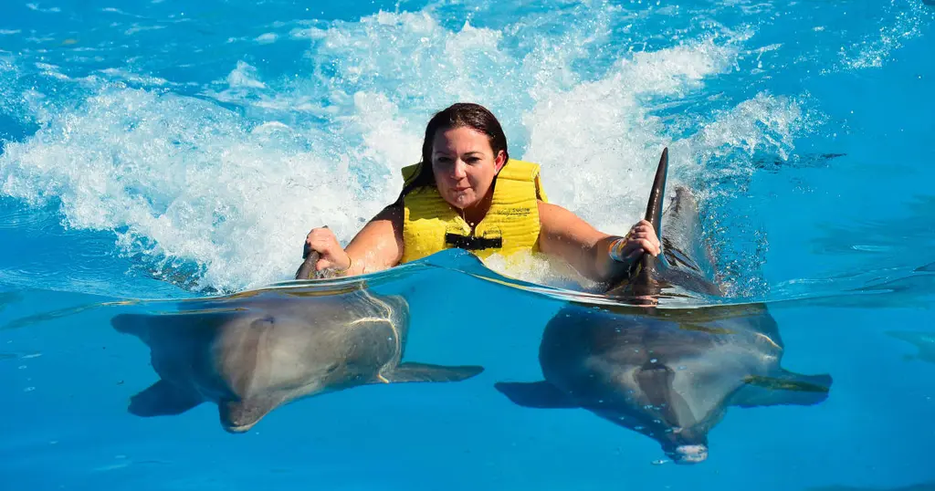 Swim with Dolphins in Punta Cana
