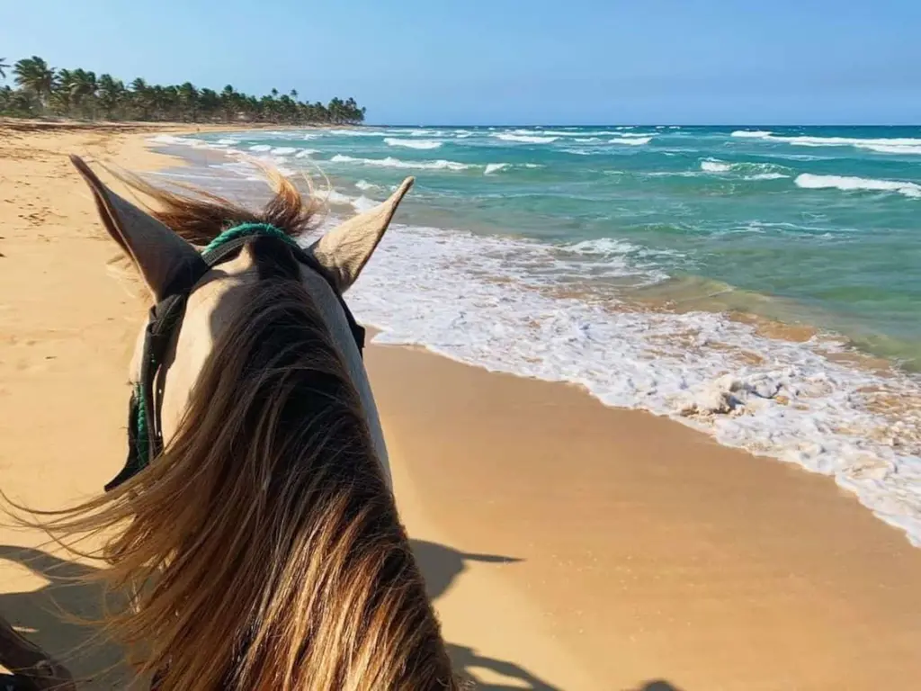 Classic Car & Horseback Adventure — photo 11