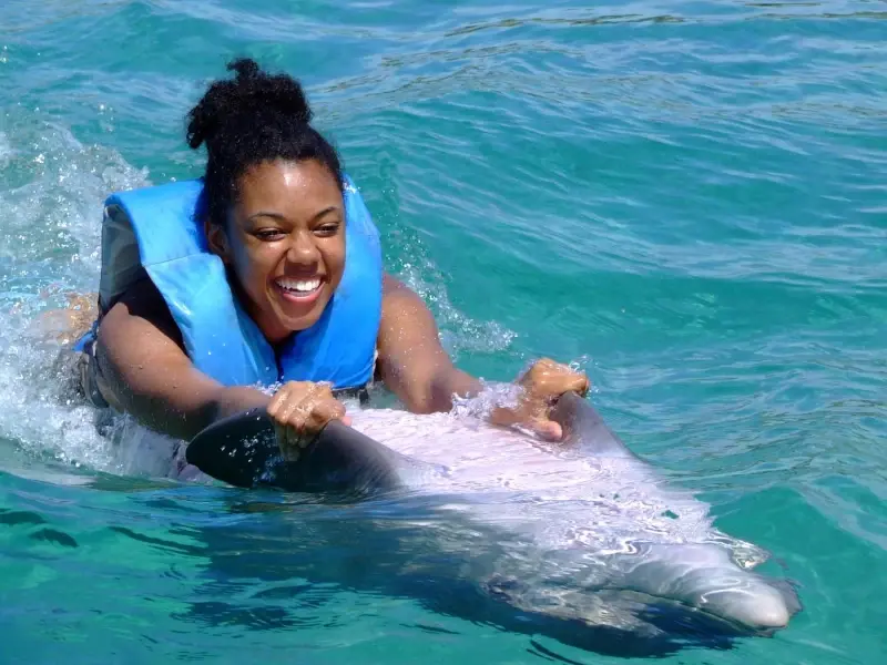Dolphin Explorer