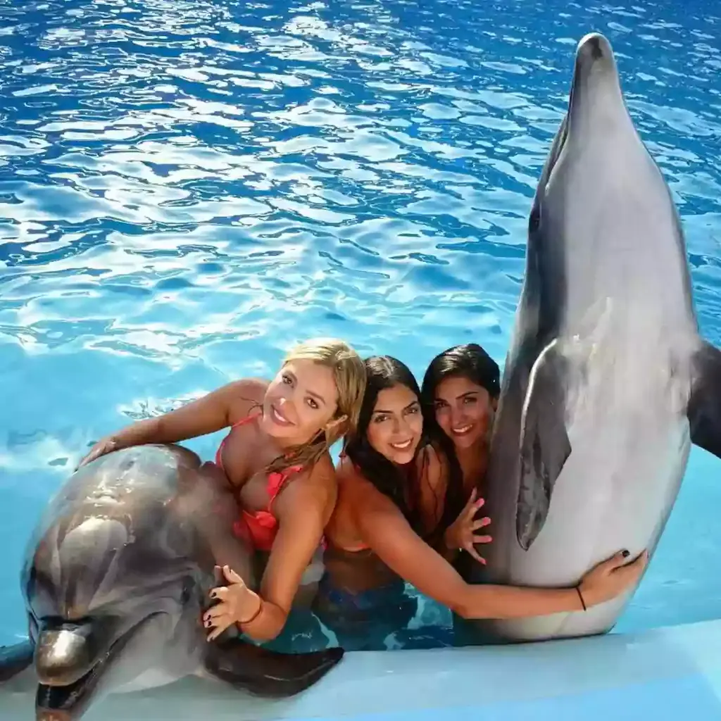 Dolphin Royal