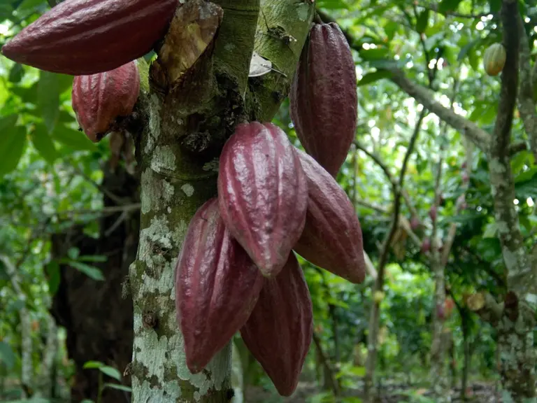 Cacao