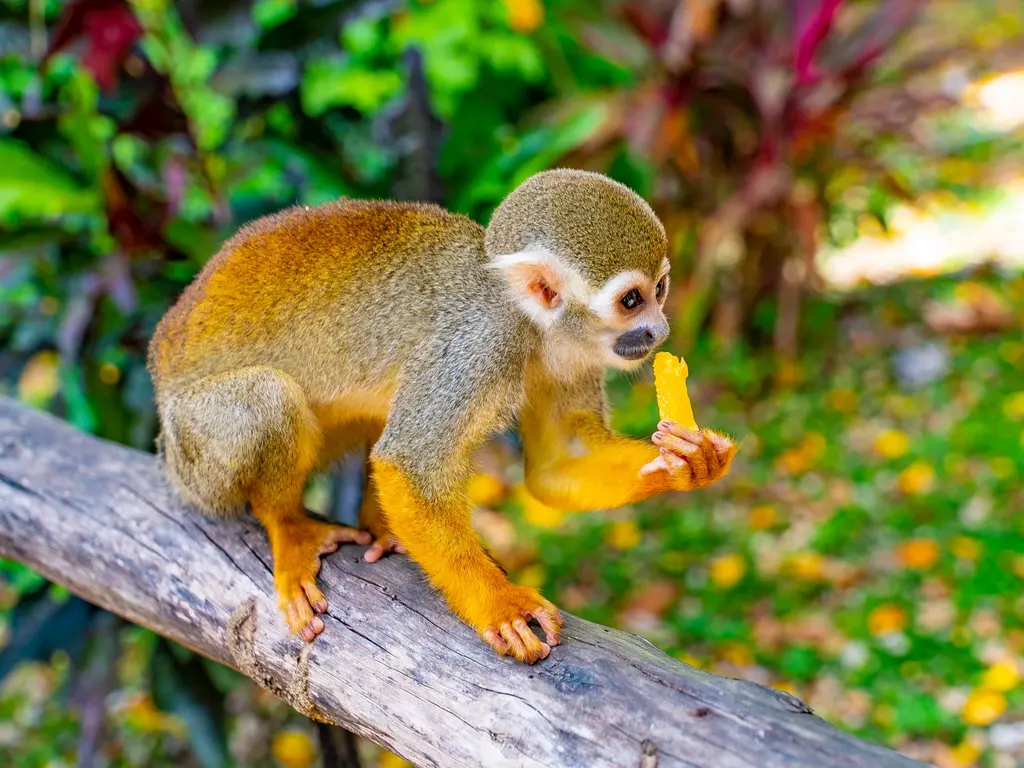 MonkeyLand