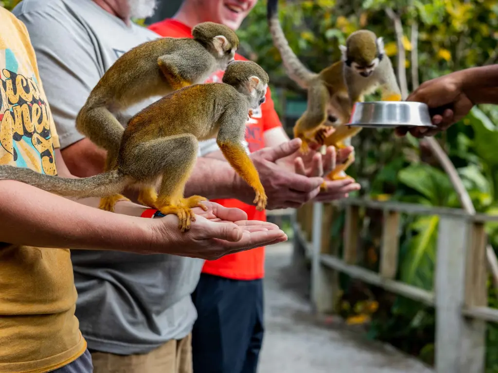 MonkeyLand — photo 12