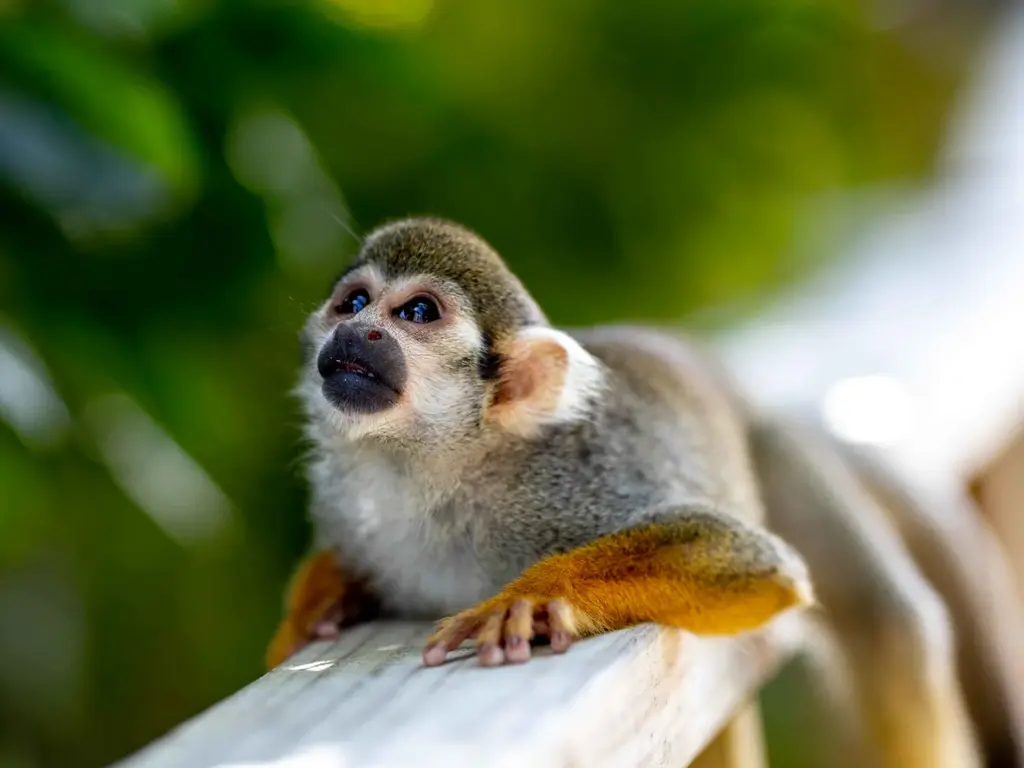 MonkeyLand — photo 14