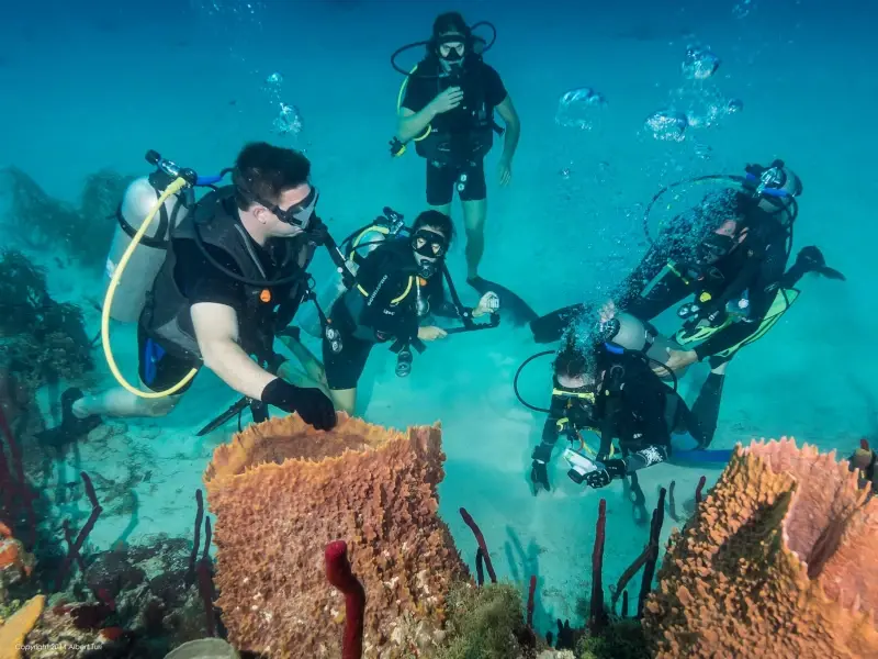 Saona Island Snorkel and Scuba