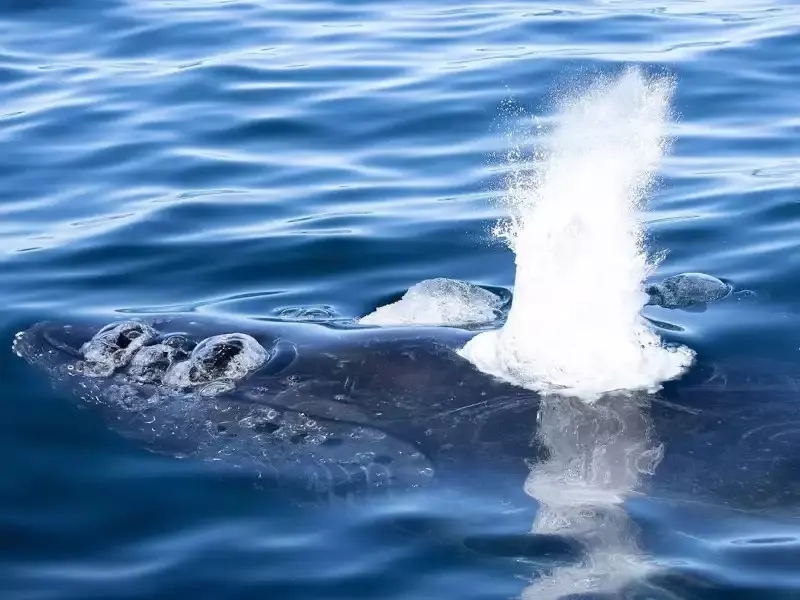 Whale Watching — photo 10