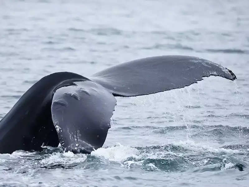Whale Watching from Punta Cana