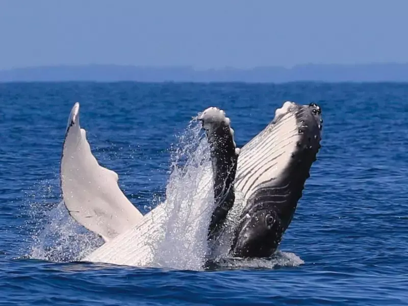 Whale Watching